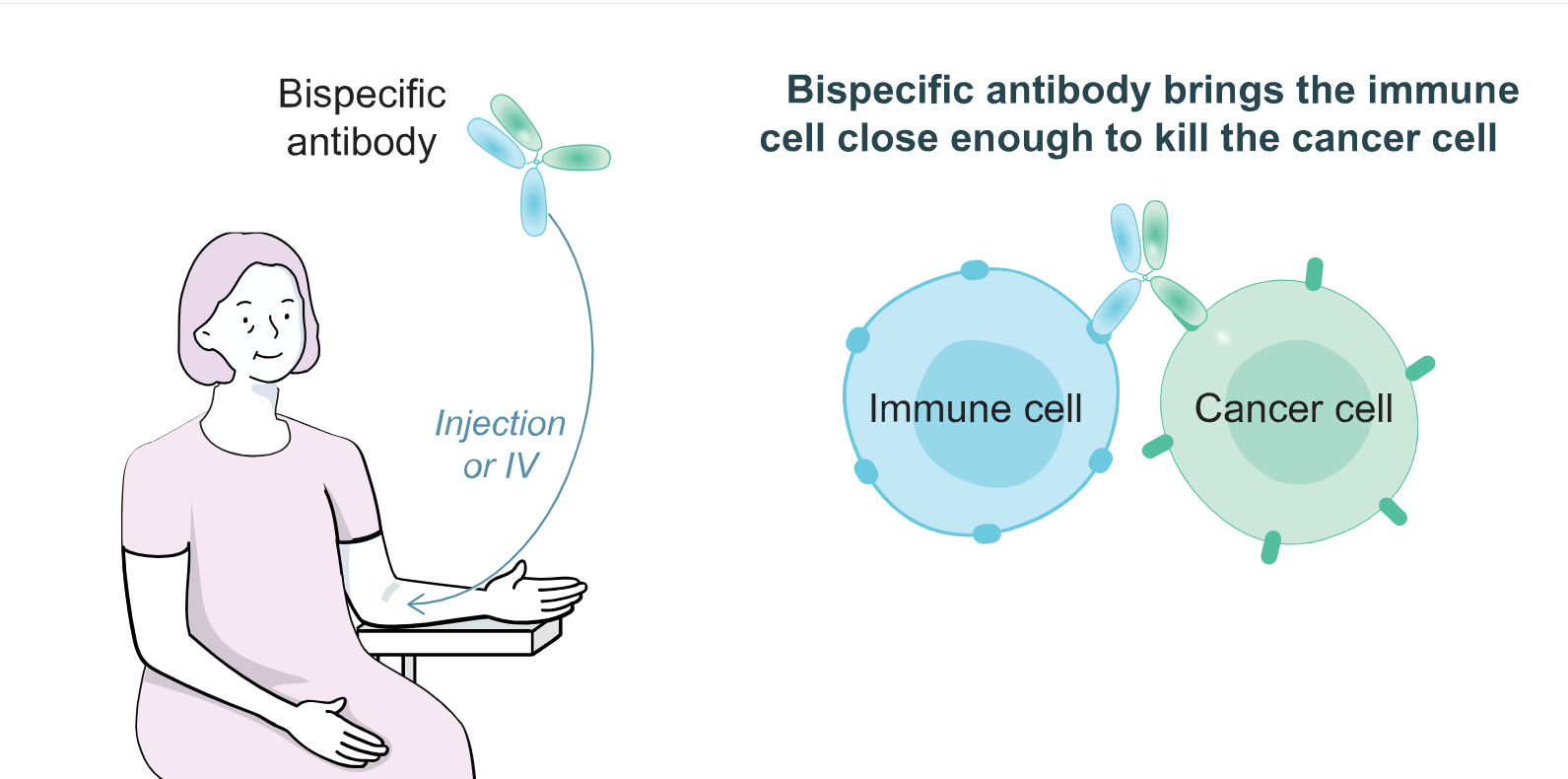 Illustration showing a woman receiving an injection or IV therapy of Bispecific antibodies. Bispecific antibody brings the immune cell close enough to kill the cancer cell.