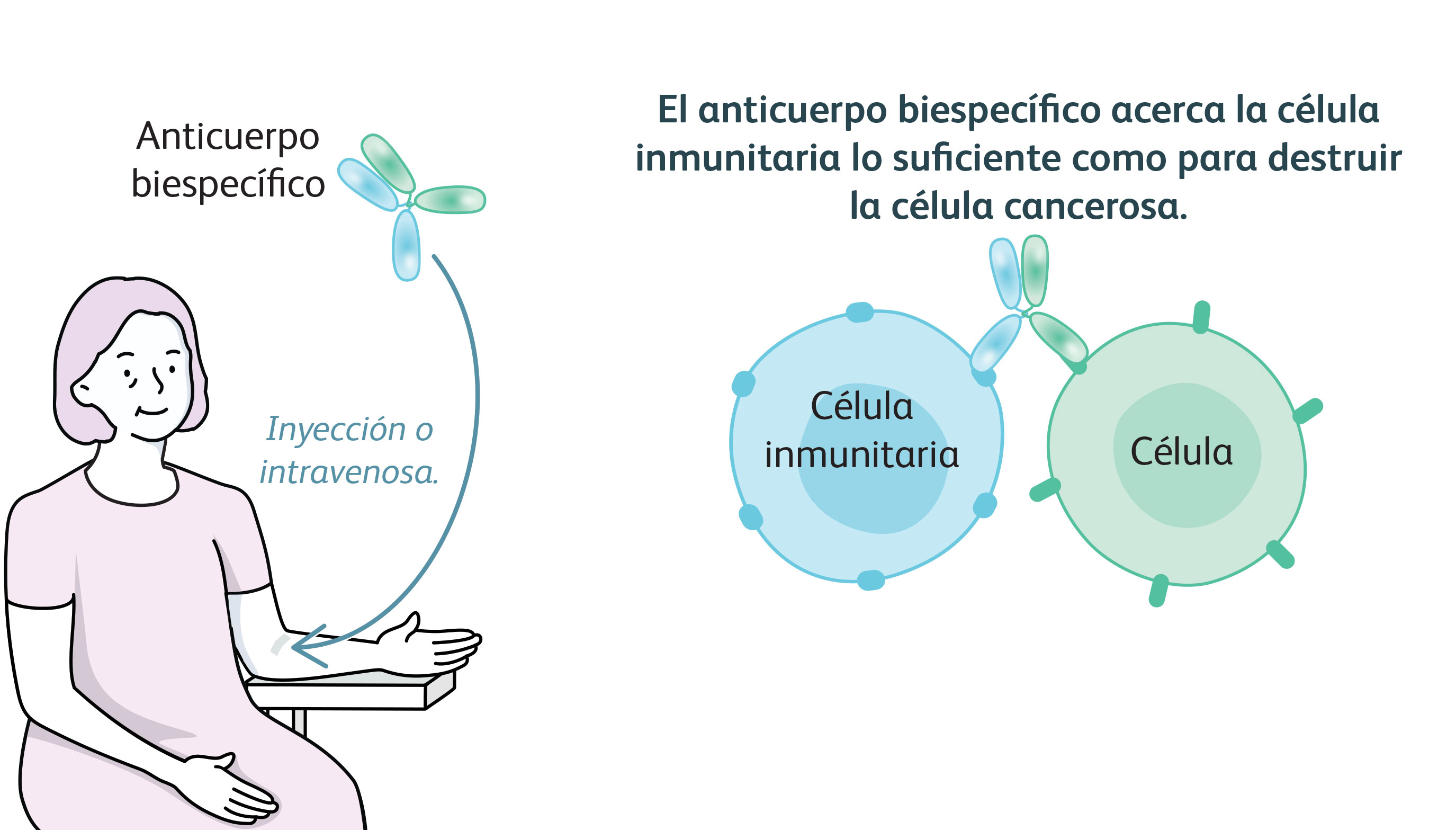 Ilustración que muestra a una mujer recibiendo una inyección o terapia intravenosa de anticuerpos biespecíficos. El anticuerpo biespecífico acerca la célula inmunitaria lo suficiente como para destruir la célula cancerosa.
